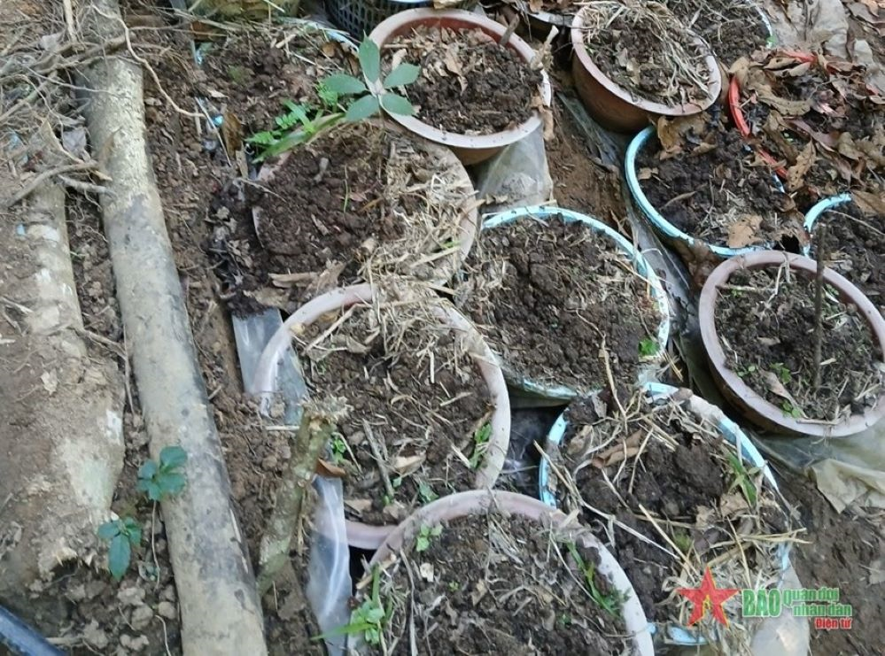 UBND huyện Tu Mơ Rông chỉ đạo điều tra vụ mất hơn 800 cây sâm Ngọc Linh 